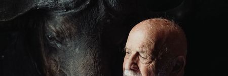 Çin Astrolojisi: Öküz (Manda) Burcu Gerçekte Kimdir?