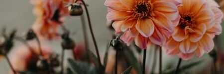 Burcunuza Göre Hangi Çiçeksiniz?