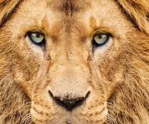 Aslan Burcu Olduğunuzu Kanıtlayan 13 Özellik 🦁