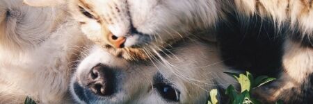 2026 Kedi Köpek Burçları: Onlar da Hak Ediyor!