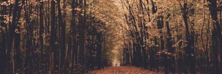 🍂 22 Eylül Sonbahar Ekinoksu: Terazi’de denge ve burçlara etkisi