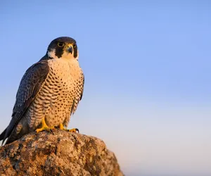 Totem Hayvanı Olarak Şahin: Sembolizmi ve Anlamı