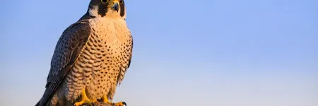 Totem Hayvanı Olarak Şahin: Sembolizmi ve Anlamı