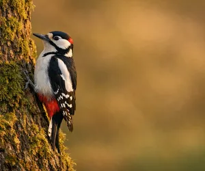 Totem Hayvanı Olarak Ağaçkakan: Sembolizmi ve Anlamı