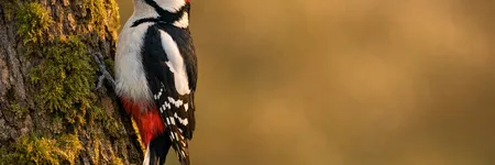 Totem Hayvanı Olarak Ağaçkakan: Sembolizmi ve Anlamı