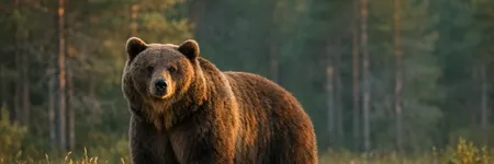 Totem Hayvanı Olarak Ayı: Sembolizmi ve Anlamı