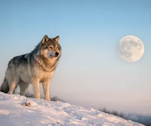 Totem Hayvanı Olarak Kurt: Sembolizmi ve Anlamı