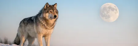 Totem Hayvanı Olarak Kurt: Sembolizmi ve Anlamı