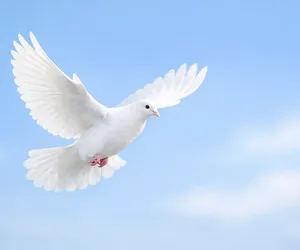 Beyaz Güvercin Neyi Simgeler? Barışın ve Sevginin Anlamı
