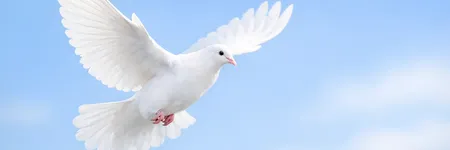 Beyaz Güvercin Neyi Simgeler? Barışın ve Sevginin Anlamı