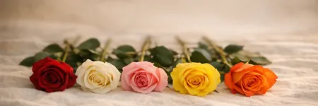 Renklerine Göre Güller Ne Anlamlara Geliyor?